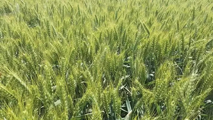 Növényvédő hatású növényi kivonatok