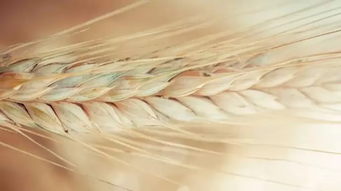 Gabonakutató – kalászosban az élen