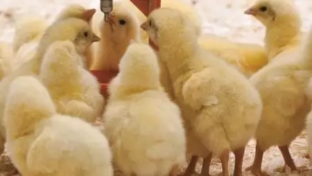 Hűtőpanelek tisztítása  és fertőtlenítése a baromfitelepeken