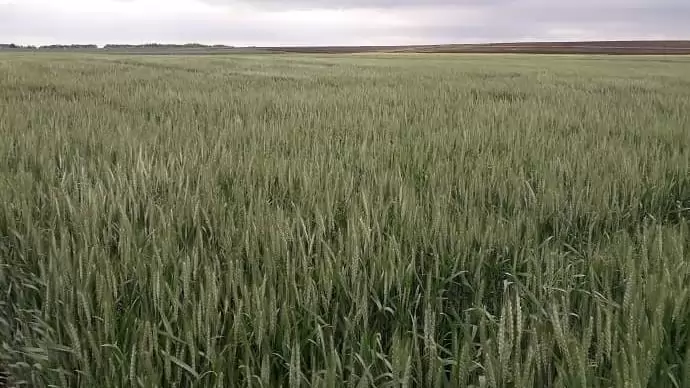 Korszerű fajták, minőségi vetőmag