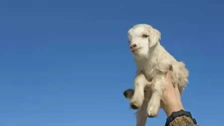 Több utód lombikból