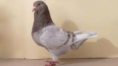 Támogatásban részesülhetnek a haszongalamb-tartók