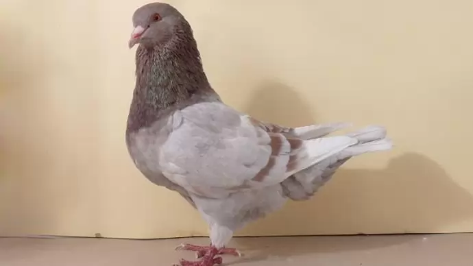 Támogatásban részesülhetnek a haszongalamb-tartók