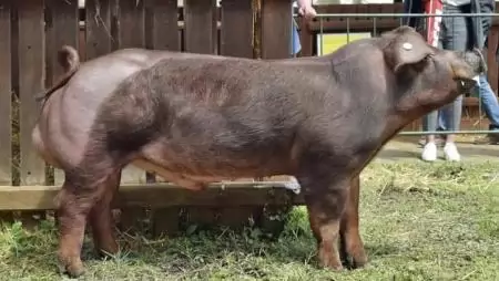 Vérében a minőség