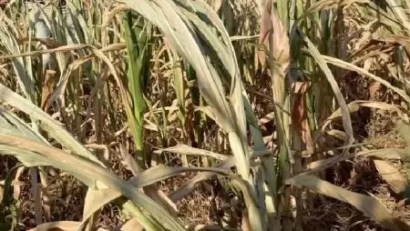 Kárenyhítő juttatás igényelhető aszálykár után