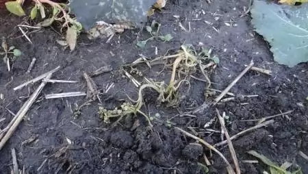 EXTRÉM SZÁRAZ, MELEG ŐSZ? Nem működnek az alap gyomirtó szerek repcében? BELKAR™ A MEGOLDÁS!