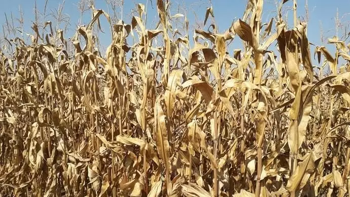 Kedvező termést ígérnek az őszi betakarítású növények   