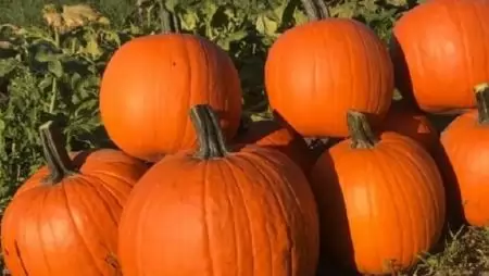 Nagyon kell figyelni a halloween-tökök és a sütőtökök közti különbségre