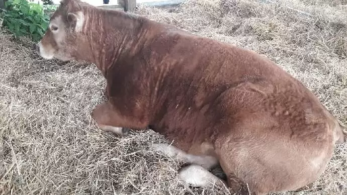 Hosszúszarvú kullancs riogatja a szarvasmarhákat