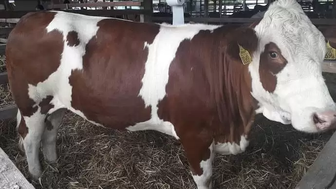 Influencer gazdákkal az áltej ellen?