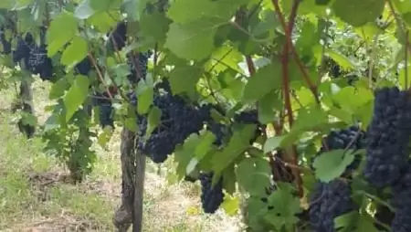 Flavo Planttal a szőlőben is