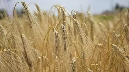 Az agrárvállalkozások versenyképességének erősítésére kell használni a Közös Agrárpolitika eszközeit 