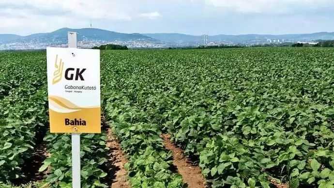 Gabonakutató - a sikeres  szójatermesztésért