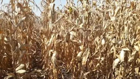 Mit adott a szántóföld 2019-ben?