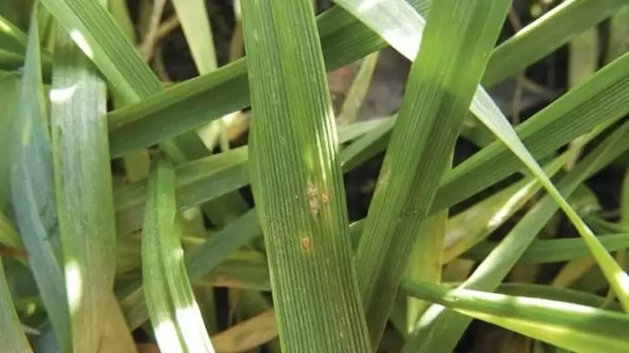 Hogyan telel a búza?