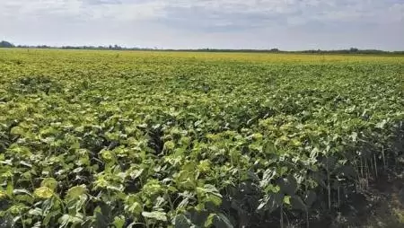 Virágzásban is használható, növényi alapanyagból készült stimulátor