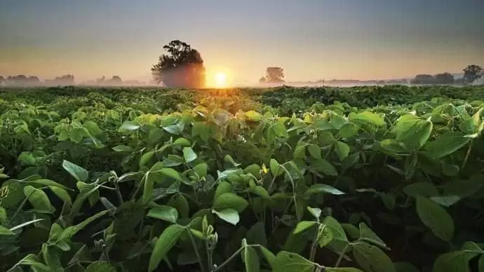 A sikeres szójatermesztésért