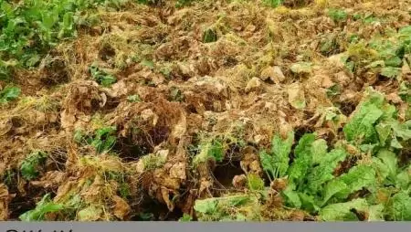 Megoldások széles köre