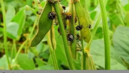 Franciaország biokontrollal oldaná meg a növényvédelemmel kapcsolatos problémákat