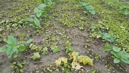 Express®-toleráns technológia a magas gyomirtó hatékonyság szolgálatában - bővülő napraforgóhibrid választékkal