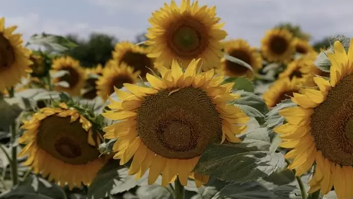 Felkészítettük napraforgóját az új helyzetekre
