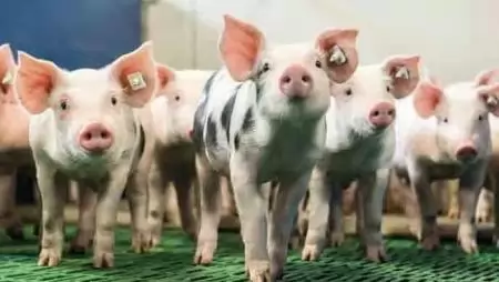 Perspektívák: lehetséges a mikotoxinok kötését tovább fokozni? 