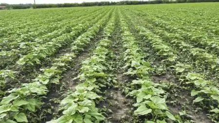 Visszatekintés, avagy  növényvédelmi kihívások 2019-ben