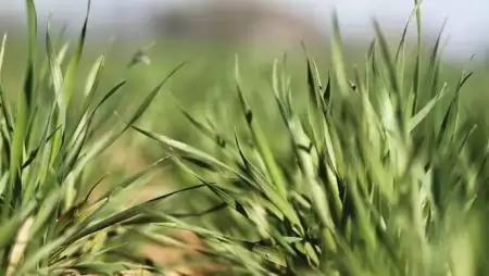 Permetezési segédanyagok  a UPL-től