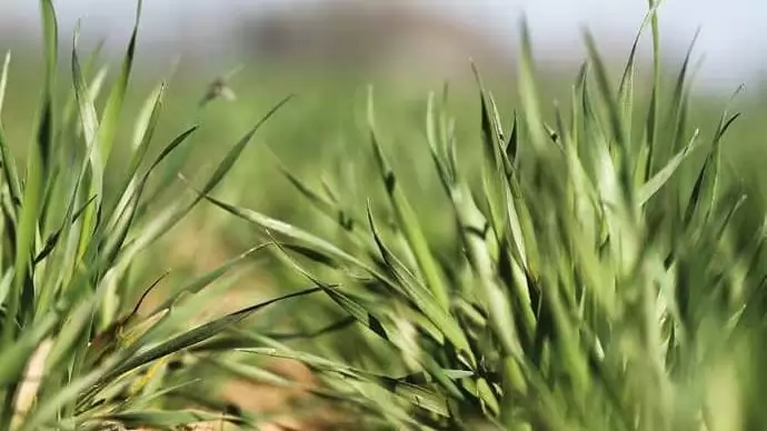 Permetezési segédanyagok  a UPL-től