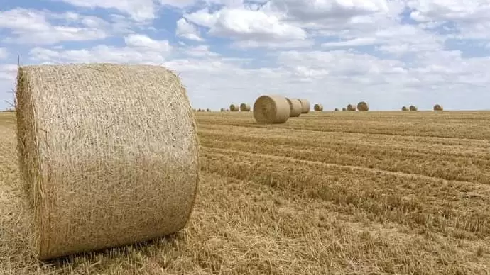 A tökéletes bála nyomában