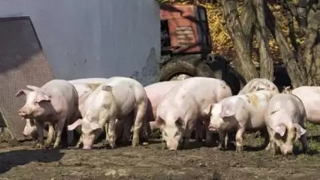 Költségek a sertéshizlalásban