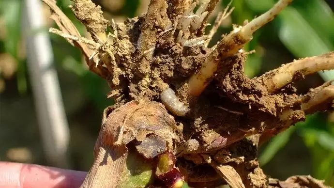 Nő a talajlakó kártevők kártételének veszélye a kapás kultúrákban