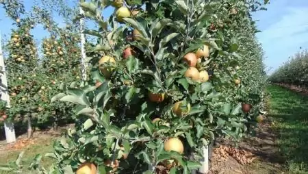 Idénymunka kereső portállal segíti a mezőgazdasági munkavállalást az agrártárca