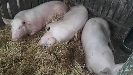 Kétmilliárd forintos pályázati lehetőség a hazai sertés- és baromfiágazat járványvédelmi beruházásainak támogatására