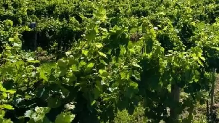 Újabb jelentős döntések az agrárium támogatására