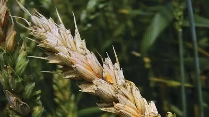 Szakszemmel a kalászfuzáriózisról