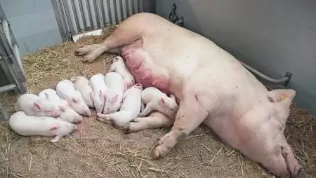 Sertésbérhizlalás: sokaknak megérheti