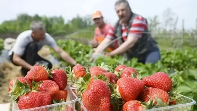 Most tárt karokkal fogadjuk a külföldi idénymunkásokat