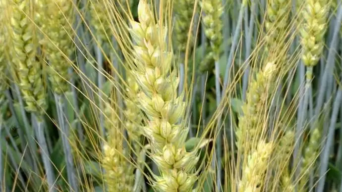 Megbízható megoldás gombabetegségek ellen: Revycare® 