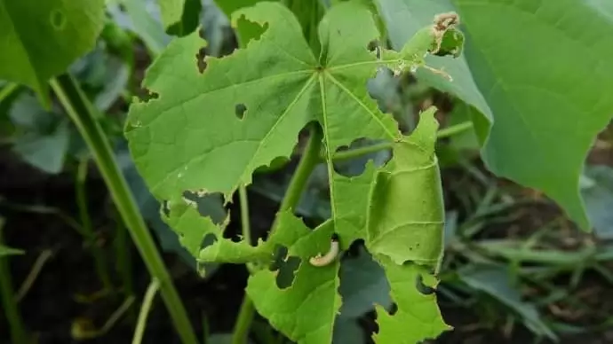 Az Európai Parlament tagjai kikérdezték az élelmiszer-biztonsági biztost az uniós műtrágya- és rovarirtószer-csökkentési tervekről