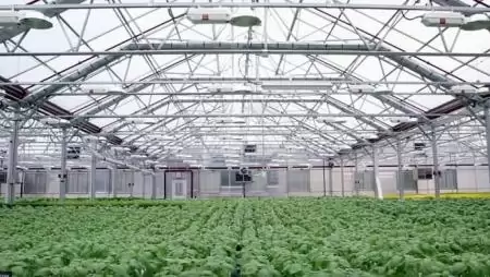 Városi kertészetek segíthetnek a növekvő élelmiszerigényen