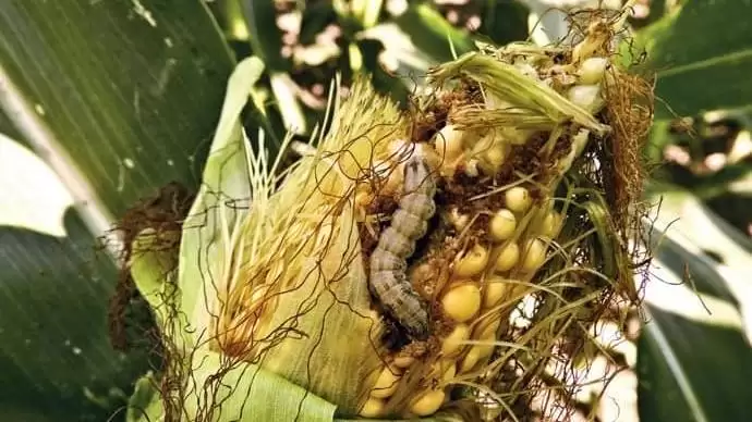 Rovarkártevők kukoricában