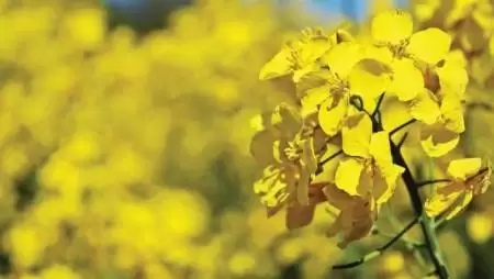 RAPOOL Tudástár a jövedelmező, fenntartható és környezetbarát gazdálkodásért