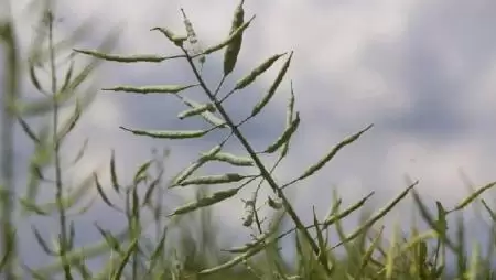 RAPOOL-REPCÉK 2020: SHREK