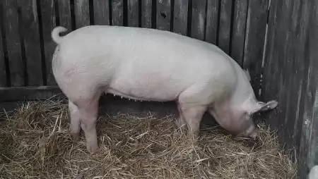 Átmeneti támogatások az agrár- és élelmiszeripari vállalkozásoknak