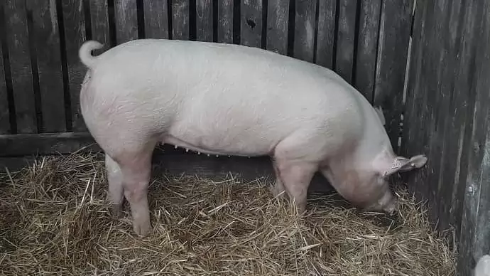 Átmeneti támogatások az agrár- és élelmiszeripari vállalkozásoknak