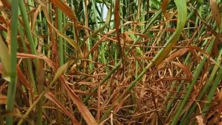 Segítség az aszálykárok és fagykárok következményeinek ellensúlyozásához