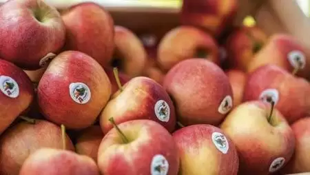 Idén aranyáron lesz az alma