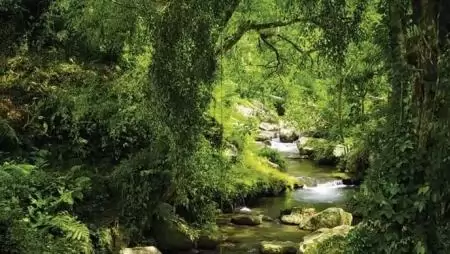 Alaptörvény-ellenes az erdőtörvény