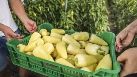 Hogyan működnek a TÉSZ-ek?